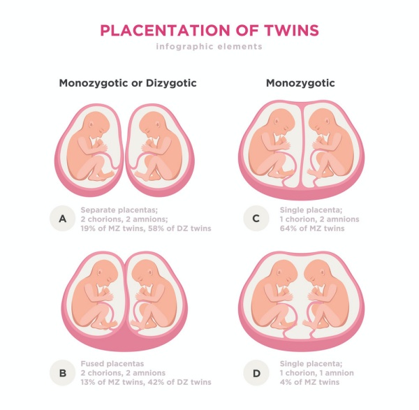 Placentataion